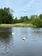 swans on the lake
