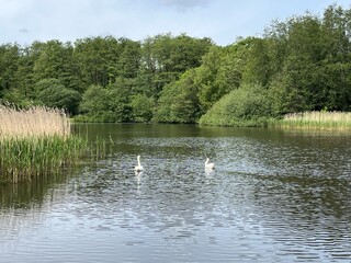 swans on the lake