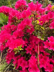pink flowers in the garden
