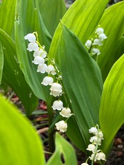 lily of the valley
