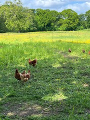 chickens on the grass