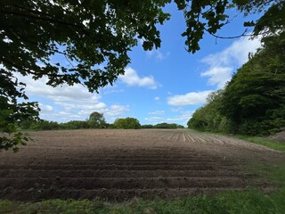 rows of potatoes in a field