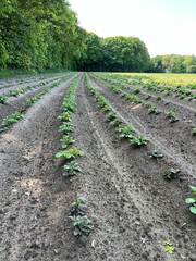 rows of potatoes in a field