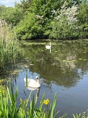 white swans on the lake
