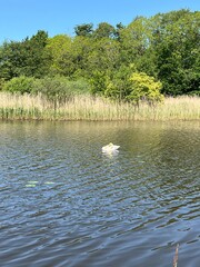 swan on the lake