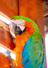 Macaw parrot close-up. The multi-colored parrot sits on a wooden fence.