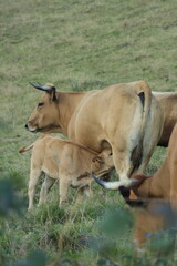 cow and calf