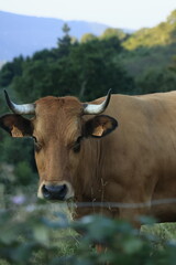 Fototapeta premium cow on a farm