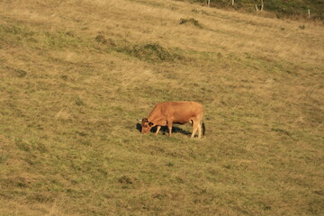 cows in the field