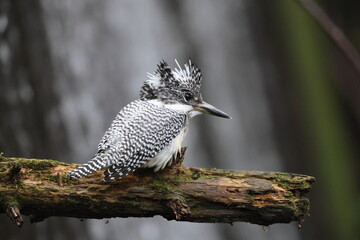 The crested kingfisher (Megaceryle lugubris pallida) is a very large kingfisher that is native to parts of southern Asia. This photo was taken in Hokkaido, Japan.