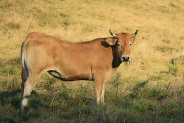 cow and calf