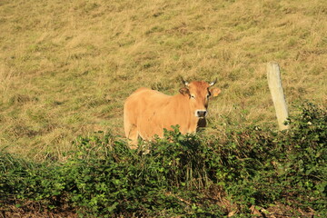 cows in the field