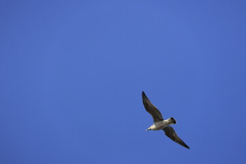 seagull in flight
