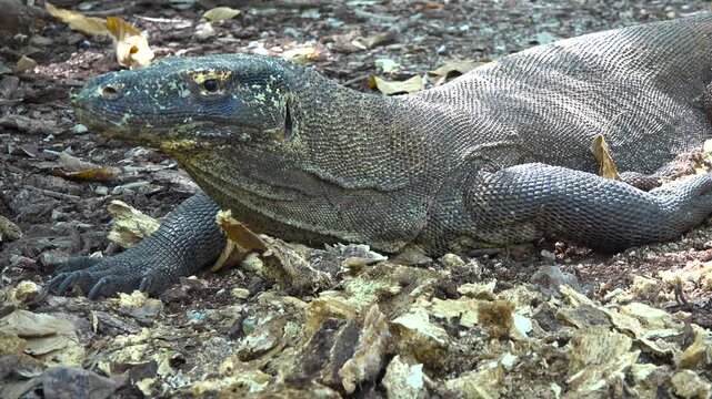 Komodo dragon. Komodo National Park. Indonesia. 