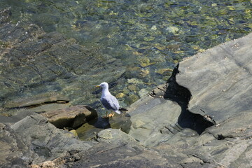 seagull on rock