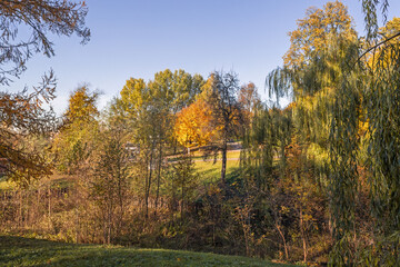 Fototapeta premium autumn forest in the autumn