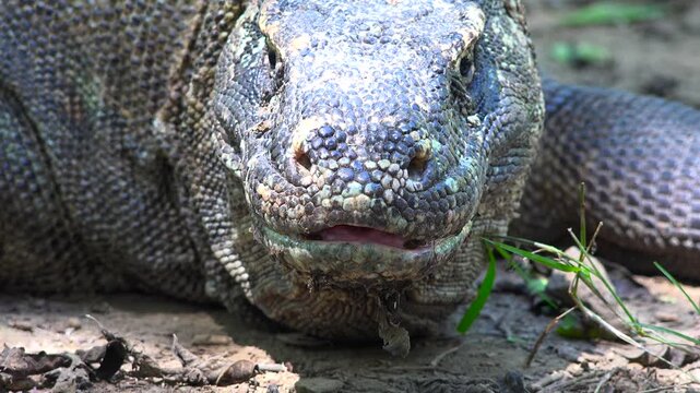 Komodo dragon. Komodo National Park. Indonesia. 