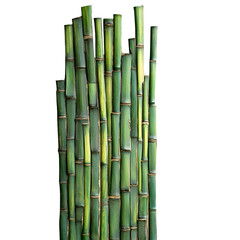 Vibrant Green Bamboo Stalks Close-Up on White Background