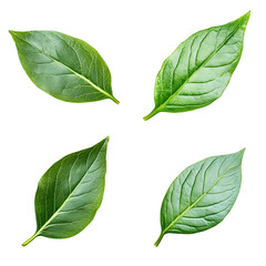 Botanical Green Foliage Leaves Nature Plant Image