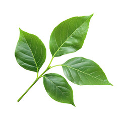 Fresh Green Leaves Isolated on White Background for Design Projects