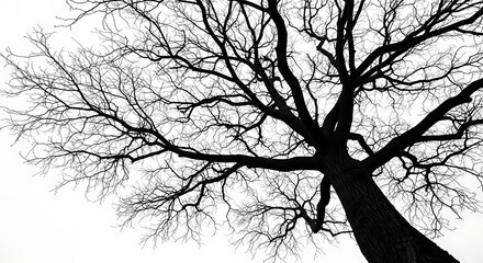 Obraz premium A stark silhouette of a tree with bare branches against a bright white sky in a monochrome image ai generated