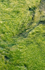 Marais salants, Limu ruppie; ruppia maritima, Guerande, Loire Atlantique, 44, France