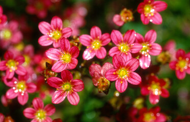 saxifrage arendsii, saxifrage mousse, Saxifragia arendsii 'Harder Zwerg'
