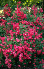 Obraz premium Rose 'Ronja', rosier