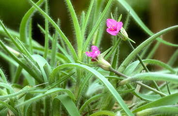 Inflorescence, Setcreasa pilosa