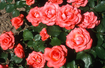 Rose 'Reverie', rosier