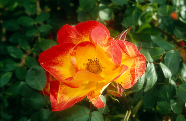 Rose 'Relax', Meivivara, Meilland, rosier