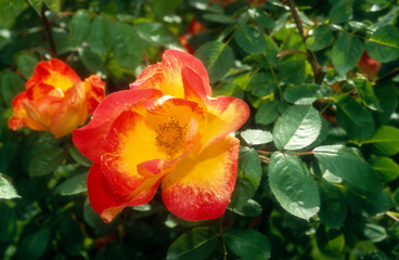 Rose 'Relax', Meivivara, Meilland, rosier