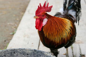 Colorful Rooster Standing on Farm Path  © Christopher