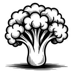 Black and white hand drawn sketch illustration of broccoli vegetable in vector style