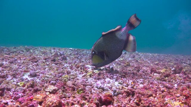 Titanium trigger fish. Diving in Komodo National Park. Indonesia.