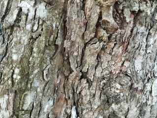 Close up of tree bark surface texure background, Natural abstrack background 