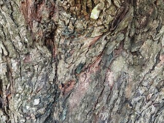 Close up of tree bark surface texure background 