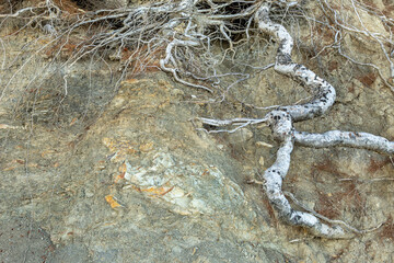 Korzenie drzew ponad ziemią © FotoKieltyka.pl
