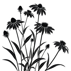 Black Silhouette of a Field of Coneflowers on a White Background echinacea