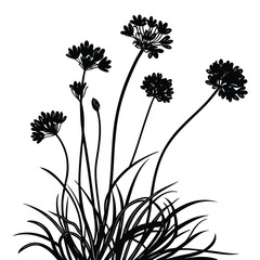 Obraz premium Black silhouette of ornamental onion flowers and grass blades on a white background Allium floral