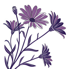 Purple Daisy-like Flowers and Buds with Dark Purple Stems and Leaves floral illustration