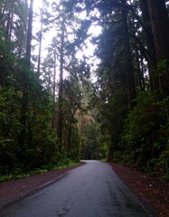 Obraz premium Forest road through tall trees