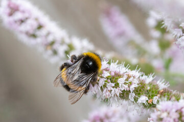 Bee on Mentha suaveolens (Apple mint)