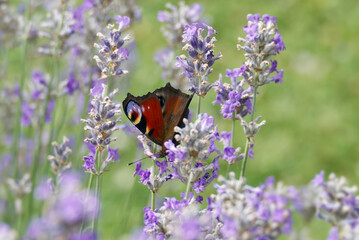 European peacock butterfly (Aglais io) perched on lavender in Zurich, Switzerland