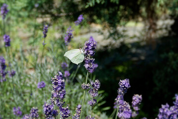 Common brimstone butterfly (Gonepteryx rhamni) sitting on lavender in Zurich, Switzerland