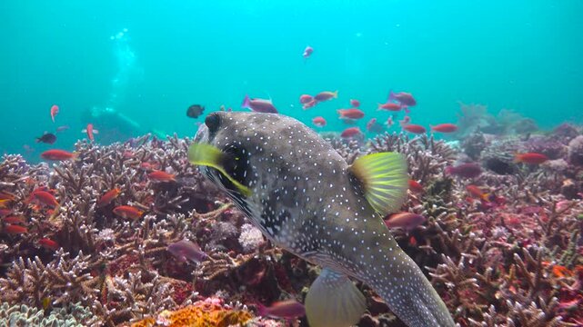 Fish ball.  Diving in Komodo National Park. Indonesia.