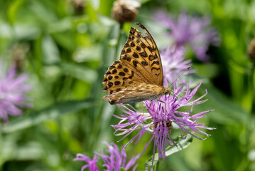 Silver-washed Fritillary butterfly (Argynnis paphia) sitting on pink flower in Zurich, Switzerland