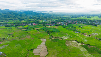 beautiful rice field in rain season,top view