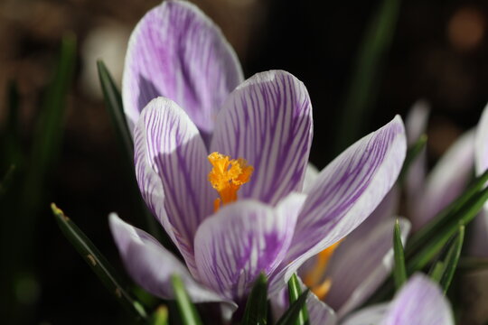 spring crocus flowers - Powered by Adobe