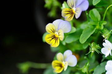 Obraz premium Pansies, Pansy or Viola or Viola cornuta or Viola lutea or Viola x wittrockiana